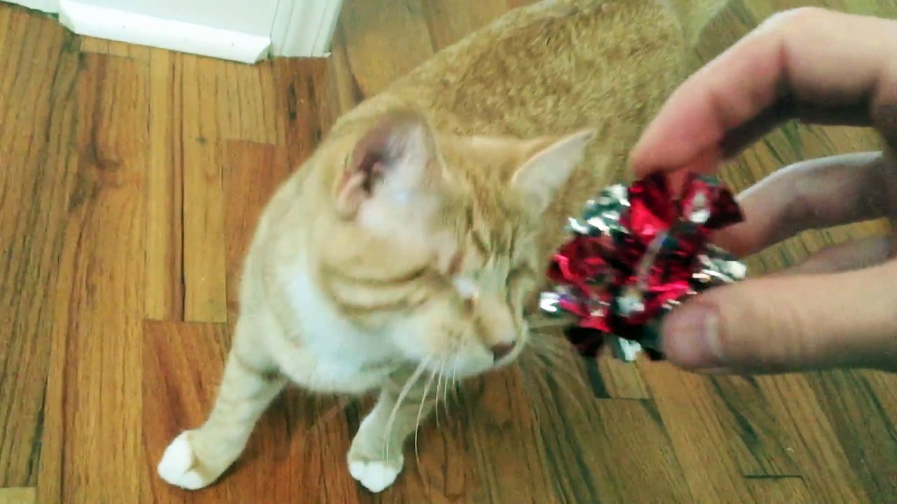 Ce chat aveugle est trop mignon lorsqu'il joue comme un chat parfaitement voyant