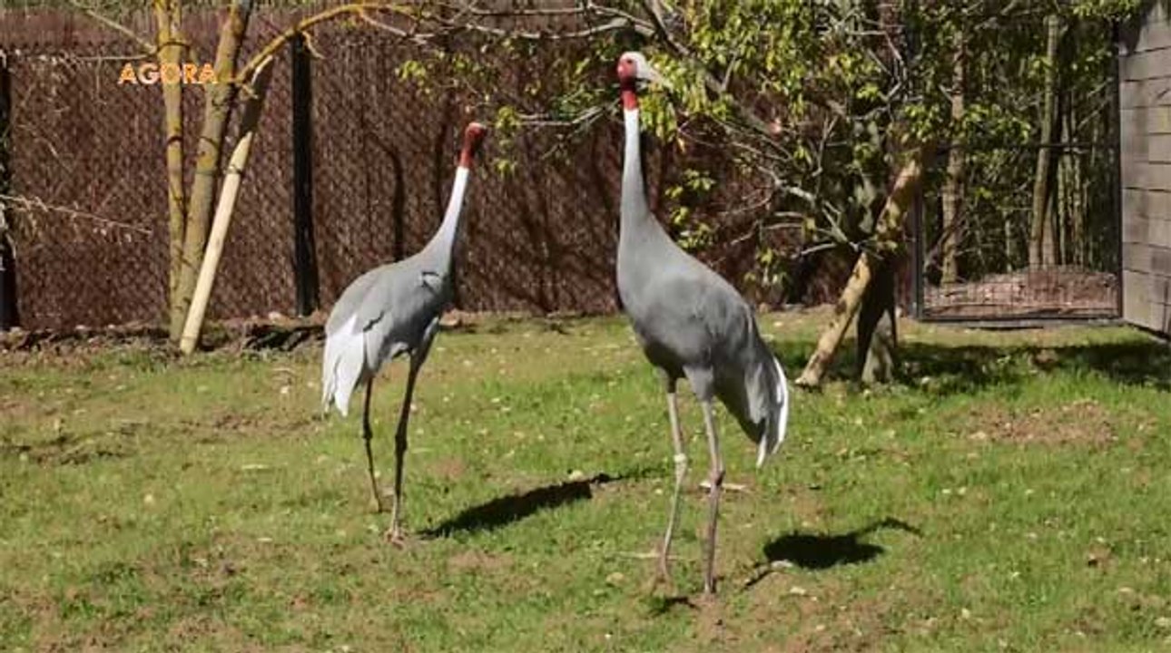Agora : Le parc des oiseaux