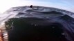 Un kayakiste face à un requin ! Flippant