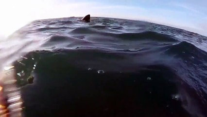 Un kayakiste face à un requin ! Flippant