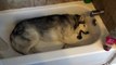 Zeus le Husky ne veut pas sortir de la baignoire, c’est vraiment trop mignon !