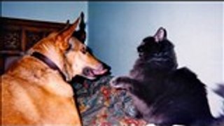 Funny !!! Dog Vs Cat Amazing Fighter Of Animal In The World You Must See