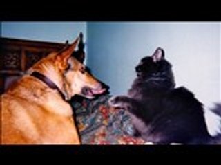 Funny !!! Dog Vs Cat Amazing Fighter Of Animal In The World You Must See