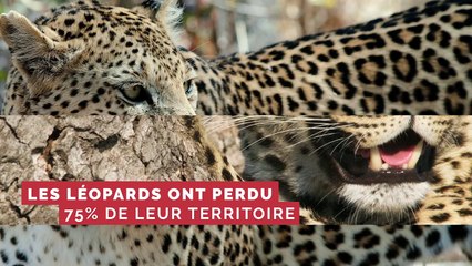 Cette étude dévoile une réalité alarmante : les léopards ont perdu 75% de leur territoire historique