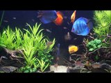 Rena Aqualife 450L Discus tank from low-tech to high-tech.