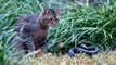 Brutal Fight Snake Vs Cat!! Amazing Incredible Animal Fight Ever