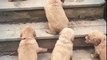 Puppies Climb Stairs For First Time