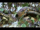 Brutal Animal Fight!! Crocodile vs Anaconda!! Insane Fight Ever!!