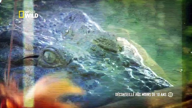 72 animaux dangereux en Australie Créatures féroces