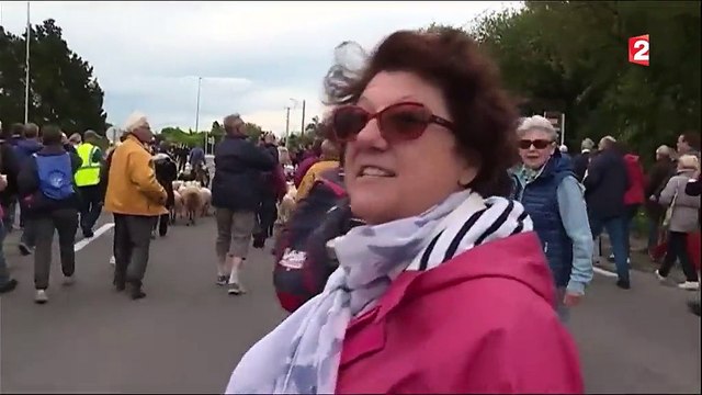 La transhumance des moutons en Bretagne
