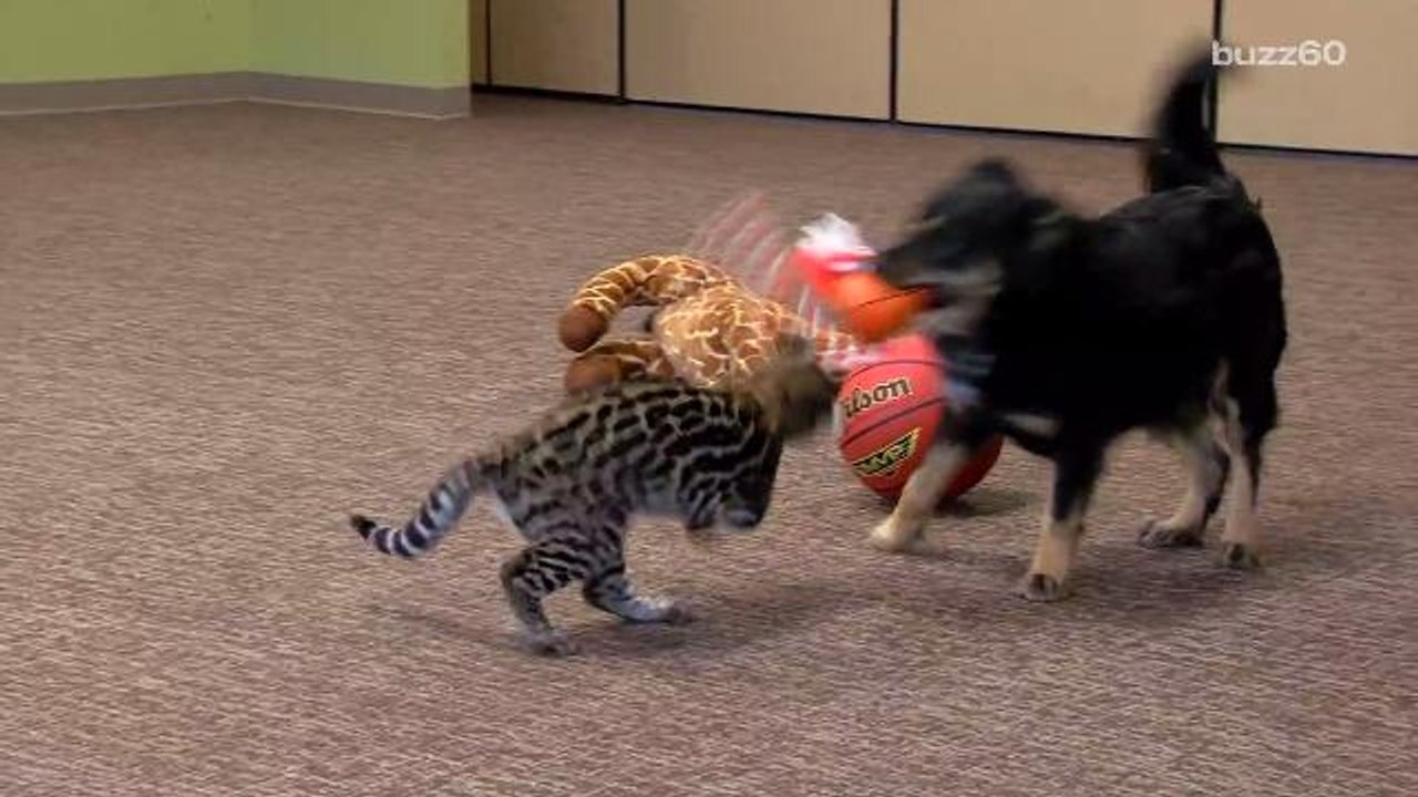 Dog Adopts Orphaned Animals at Cincinnati Zoo