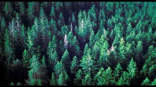 The Forest TV SPOT - Spirits (2016) - Natalie Dormer, Taylor Kinney Movie HD