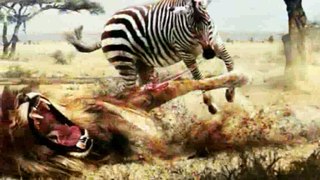 Brutal Lions!! Lion vs Zebra Wild Animal Fight!! Incredible Zebra!!