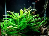 acquario tropicale 26 lt