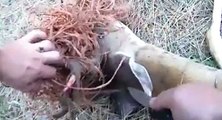 Sauvetage d'un cerf par un chasseur