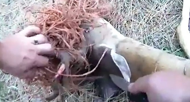 Sauvetage d'un cerf par un chasseur