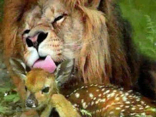 Deer vs Lion Fight!! Brutal Real Animal Versus !! Amazing!!