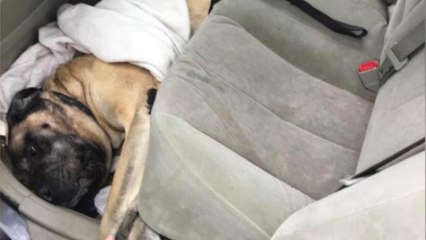 Fire Department Rescues Dog Stuck in Back Seat of Car