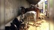 Conjoined calves amaze Indian vets and locals