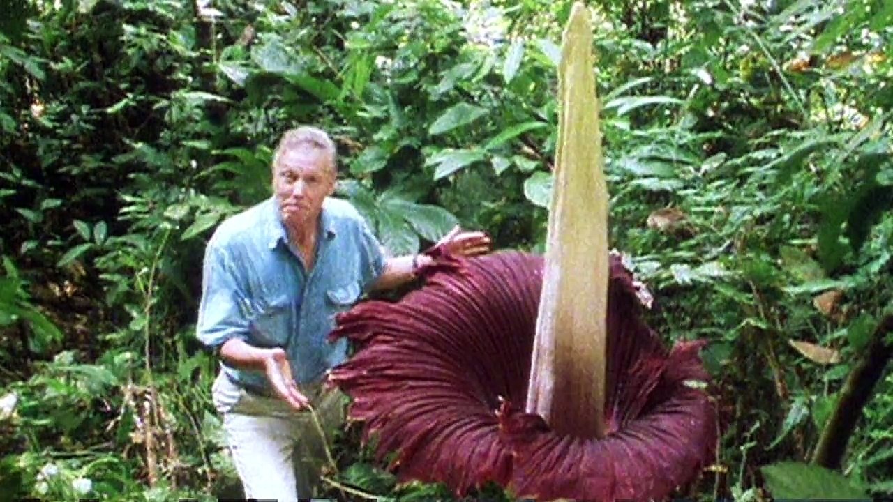 Obama told by Sir David Attenborough how to save planet - BBC News