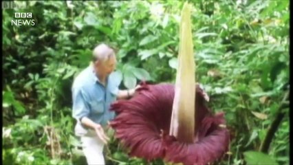 Happy 90th birthday Sir David Attenborough - BBC News