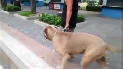 Dog is about to kill this kitten but watch who jumps in to rescue it