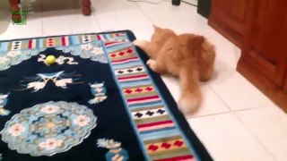 Funny Spazzy Cats Compilation 2015