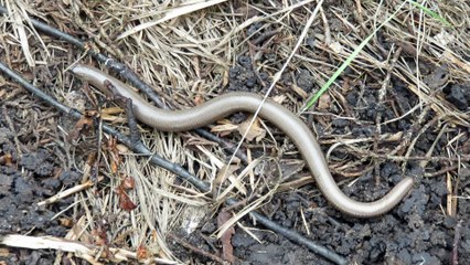orvet du jardin trouvé sous une bâche