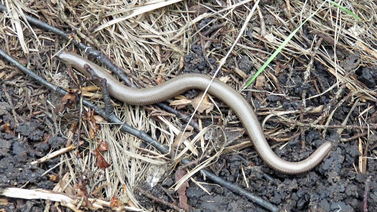 orvet du jardin trouvé sous une bâche