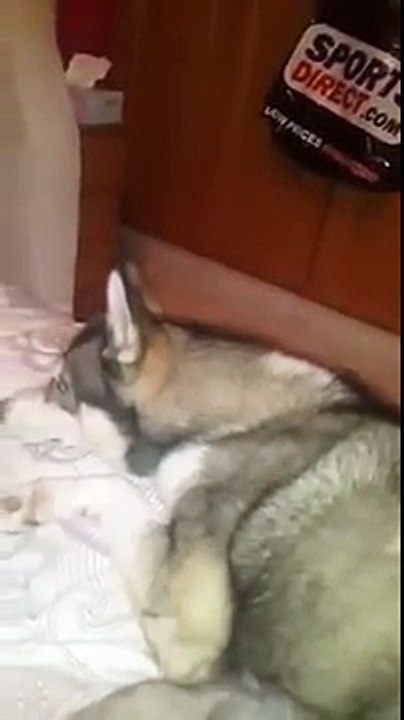 Dog Chats to Doting Owner Over Skype