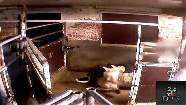 Telecamera nascosta nei mattatoi della finlandia