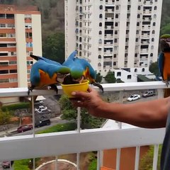 Mira quién es "el encantador de guacamayas"