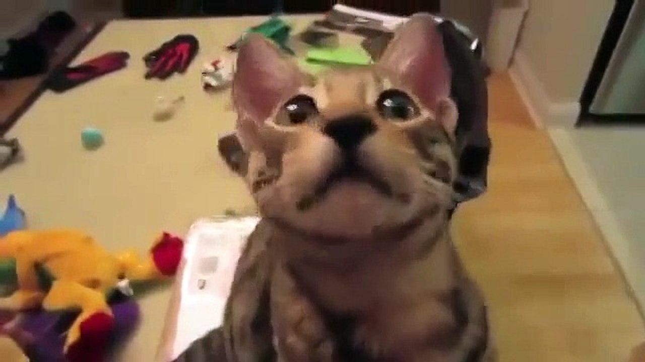 Кот ржет ! Прикол!