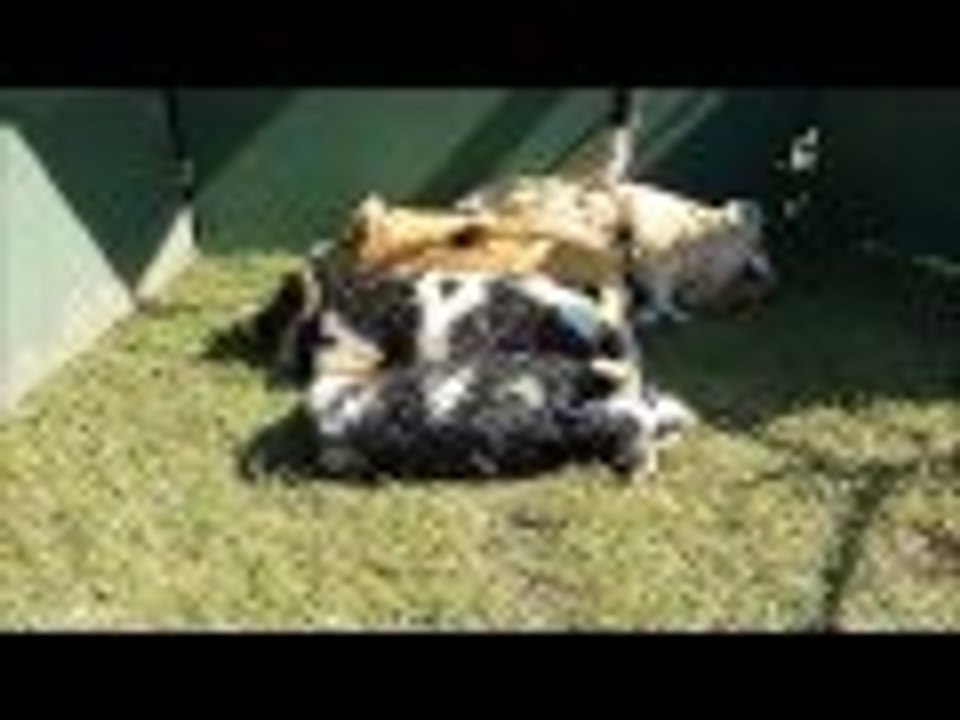 Cute & Cuddly Farm Animals