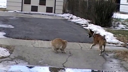 Кот против Собаки.Супер бой !