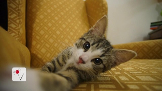 WikiLeaks Founder Julian Assange Gets Kitty Company at Embassy