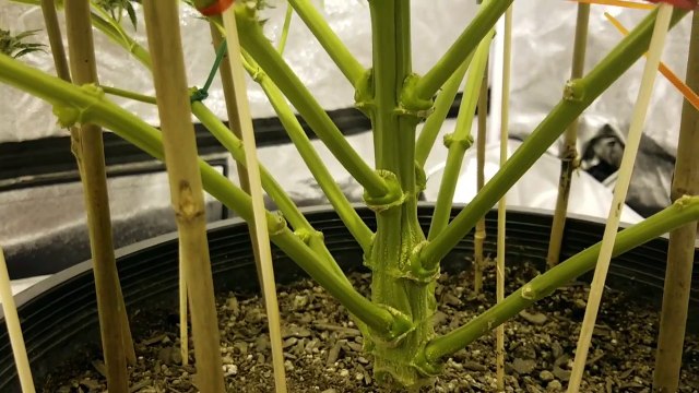 Growing indoor Marijuana with North West Jay pre harvest Blue Cheese 1000 watt HPS