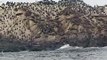 Sea Lions, Monterey/Carmel 17-mile Drive