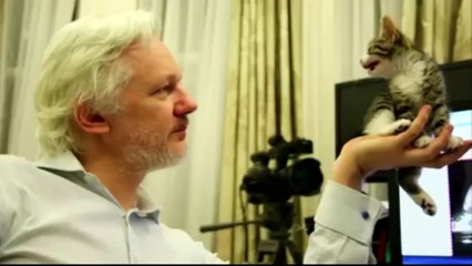 Julian Assange gets a cute kitten to keep him company at Ecuador embassy