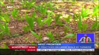 The Next Frontier: How coconut farming is slowly shaping up in Kenya