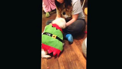 Dec 29, 2014. It is Chewy's turn to be Santas helper