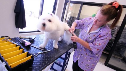 Welcome to Palmetto Veterinary Medicine & Surgery