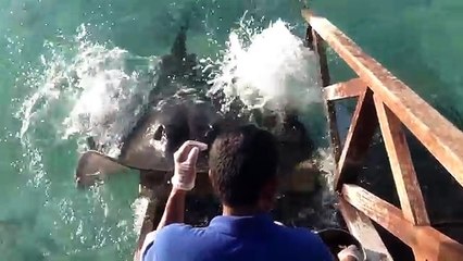 He Was Feeding Fish Until This Unexpected Visitor Showed Up! This Is Awesome!