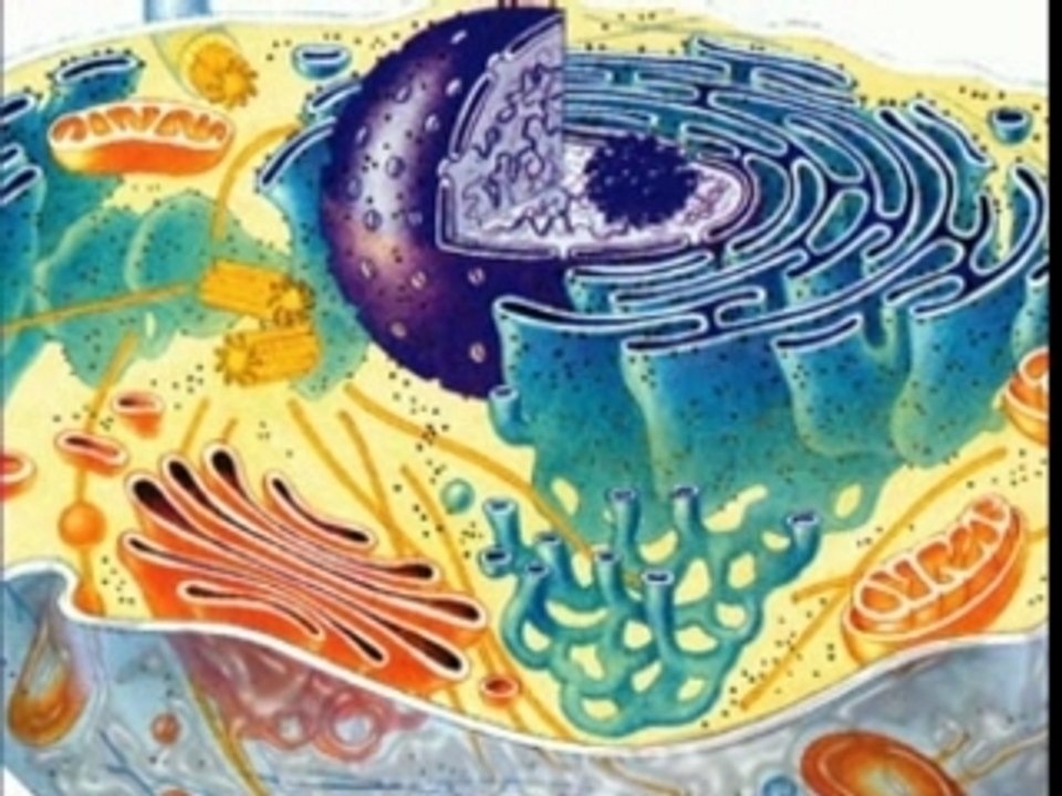 L'ımpasse Moleculaire De L'Evolution