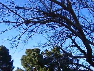 joro and mojo: oh so random