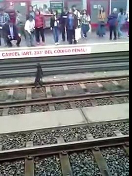 Un Cane cade sui binari dei Treni, sono attimi di Paura, finchè un Angelo lo porta in Salvo