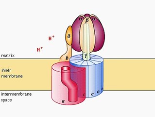 síntesis ATP