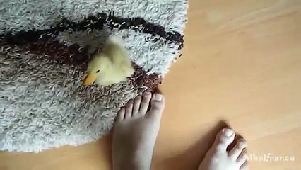 Cute Duckling - A Funny Duck Videos Compilation || NEW HD