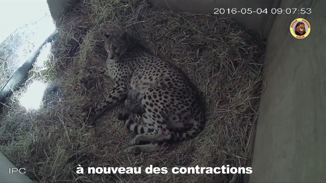 Naissance de 4 bébés guépard