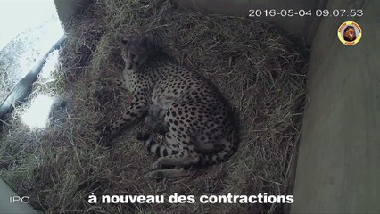 Naissance de 4 bébés guépard